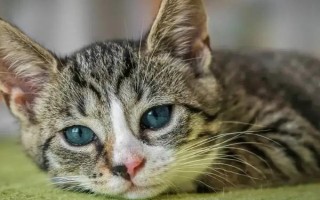 如何治疗猫胃肠炎，可先禁食禁水一段时间