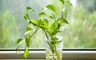 如何水培绿萝，应选用健康强壮且带有气生根的枝茎