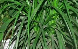 龙须兰叶子发黄的原因及解决方法，可能是施肥不当或浇水不当等导致的