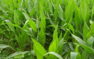 航单808玉米种子介绍,平均生育期114.3天