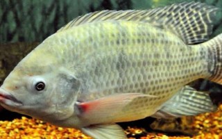 罗非鱼是什么鱼，属于杂食性淡水鱼类