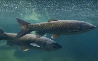 草鱼是不是淡水鱼，属于典型的淡水鱼类