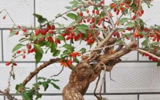 倒卖盆景能挣钱吗,每年的利润是很可观的