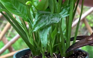 白掌烂根怎么办,根据烂根的程度来选择处理方式