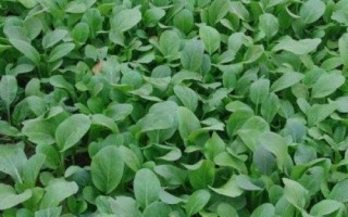 油菜高产栽培技术，苗龄达30-35天需及时移栽