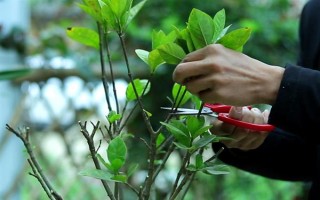 栀子花的水养方法,每隔2-3天换一次水