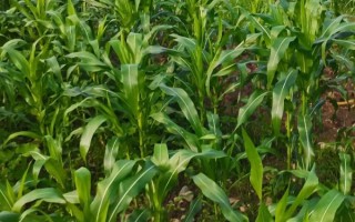 海玉13玉米种子介绍，选择中等以上肥力地块