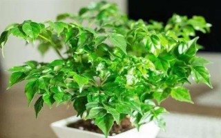 让幸福树安全过冬的方法，可将室温保持在10℃左右