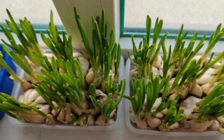 盆栽蒜苗能收割多少次，一般可连续收割3-4次