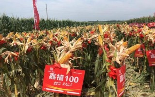 西南地区适合种植的玉米品种，常见的有鄂玉10号、强硕168等