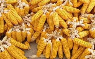 雅玉219玉米种子特征特性,生育期121.9天
