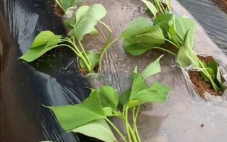 红薯苗怎么栽种，采取斜插法、直栽法、压藤插秧法