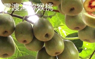 什么地方产的猕猴桃好吃，在我国南北各地均有出产