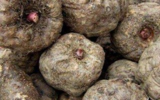 魔芋简介，属于一种类似芋头的食物