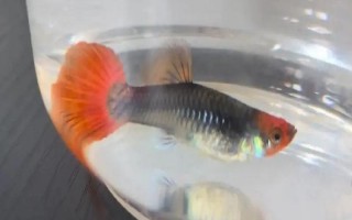 孔雀鱼的生活环境,一般生活在热带地区的河流、湖泊等水域中