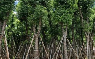 大树的年轮能辨别方向吗，年轮可以辨别方向