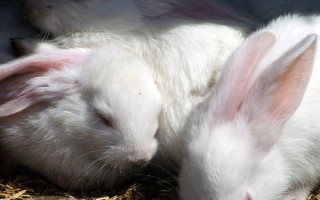 兔子突然在笼子里乱蹦的原因，可能是受惊、感染病菌或发情等