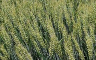 河农825小麦种子特征特性，播种量10~12公斤/亩