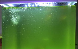 小瓜虫是怎样产生的，过度喂食、水质问题等均有可能