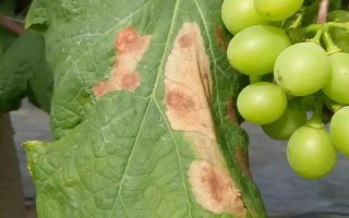 葡萄叶子的常见病害，常见的有炭疽病、白腐病等