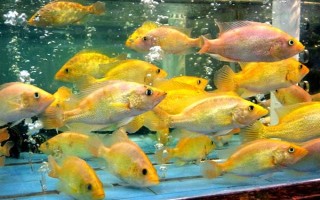 黄金鲷好不好养，饲养难度低适合新手