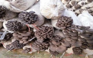 平菇菌棒生长缓慢怎么办，选择合适的菌种是有效措施