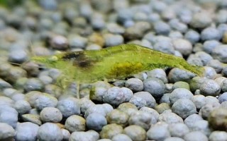 黑壳虾抱卵多久生小虾，水温为26℃需要13-14天左右