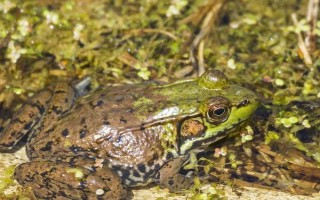 牛蛙有什么品种，我国主要养殖以下4种