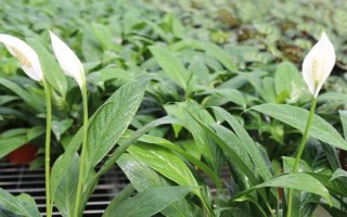 白掌叶子下垂的原因及解决方法，浇水不当或土壤不适等均会导致