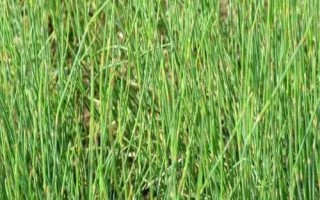 种植麻黄要用什么土壤，砂质壤土、普通壤土均可栽种