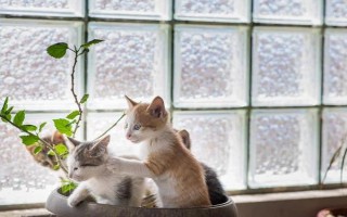 春季养猫的注意事项，一定要定期驱虫