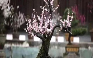 梅花的养殖方法，喜欢在阳光充足的条件下生长