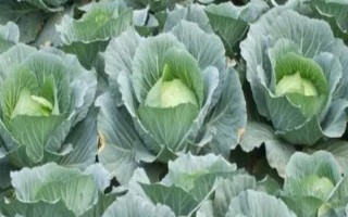 越冬包菜的播种和成熟时间，通常在12月份的时候播种