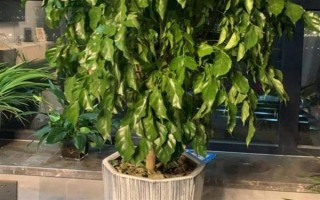 幸福树生虫子叶子粘液如何治疗，需及时修掉有虫害的叶子