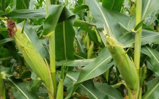 豫龙1号玉米种子特点，夏播生育期98-101.5天