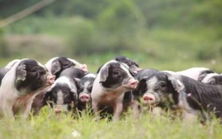 畜禽标识和养殖档案管理办法的内容，在我国境内从事相关生产等活动都要遵守