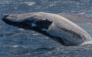 鲸鱼在爱情里象征着什么，象征着勇往直前