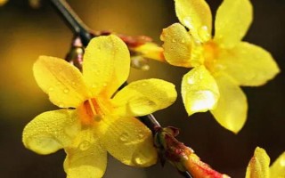 迎春花的品种，常见的有探春、云南黄素馨等