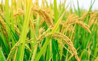 兴农丝占水稻种简介,全生育期129.2天