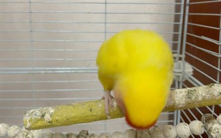 鹦鹉能不能长时间晒光，长时间暴晒容易患上皮肤病