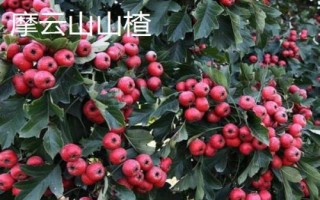 辽宁省鞍山市水果特产,别称钢都、玉都