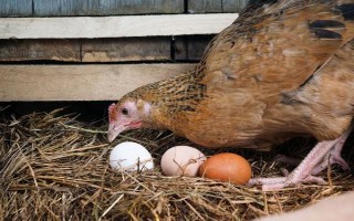 鸡不下蛋的原因，可能是日龄过大或光照不足等