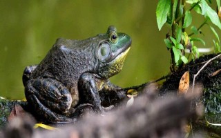 牛蛙和青蛙的区别，前者体型较大、后者体型较小