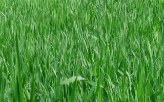 冬小麦怎么管理，每次降雨或浇水后都要中耕保墒