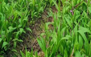 白芨一亩要多少种苗，一亩需8000-10000株种苗