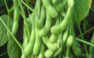 铁豆74大豆种子特征特性,选择在中等以上肥力地块上种植