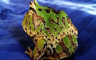 角蛙的生长发育全过程，从蝌蚪到幼体再到成体