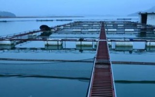 网箱养鱼分类和设置方法，可分为固式网箱、浮式网箱、沉式网箱