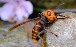 金环胡蜂简介，是世界上体型最大的胡蜂