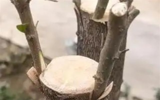 嫁接桂花的方法，将枝条插入砧木中并绑扎薄膜